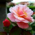 Rosa d'autunno